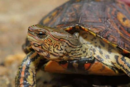 ornate wood turtle for sale