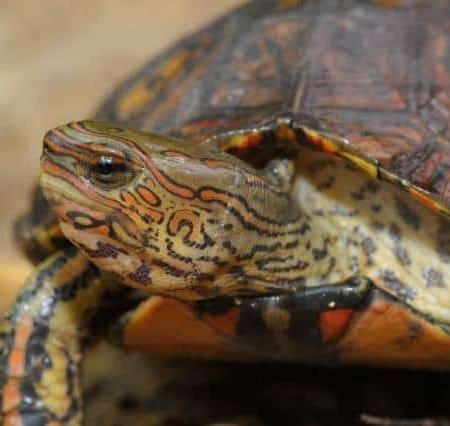 ornate wood turtle for sale