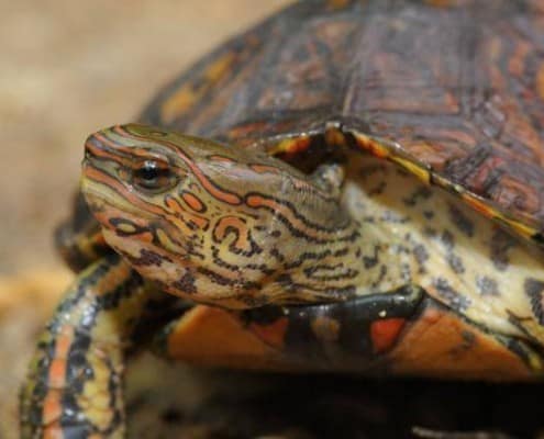 ornate wood turtle for sale