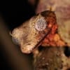 Satanic Leaf Gecko for sale