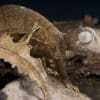 Satanic Leaf Gecko for sale