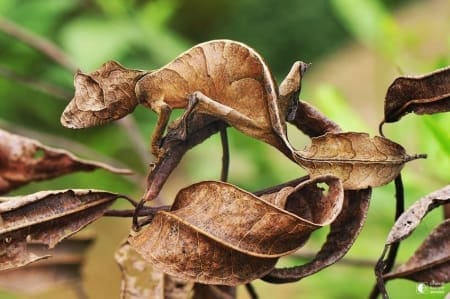 Satanic Leaf Gecko for sale