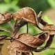 Satanic Leaf Gecko for sale