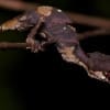 Satanic Leaf Gecko for sale