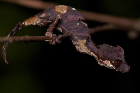 Satanic Leaf Gecko for sale