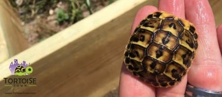 Sicilian western hermann's tortoise