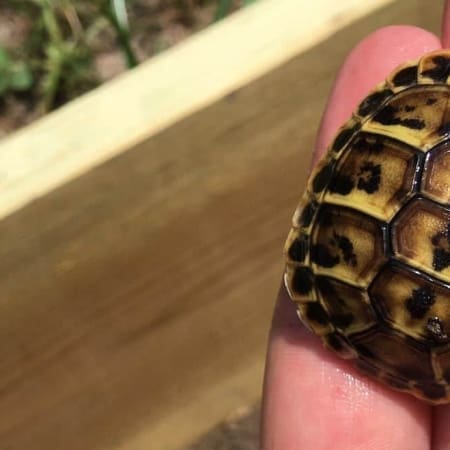 Sicilian western hermann's tortoise