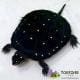 spotted turtle for sale