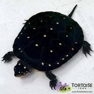 Buy live hot sale turtles