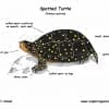 spotted turtles for sale