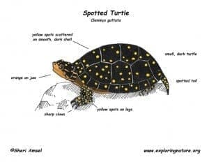 spotted turtles for sale