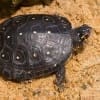 spotted turtle for sale