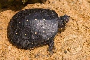 spotted turtle for sale online