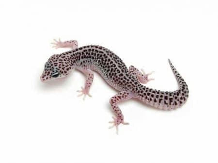 super snow leopard geckos for sale