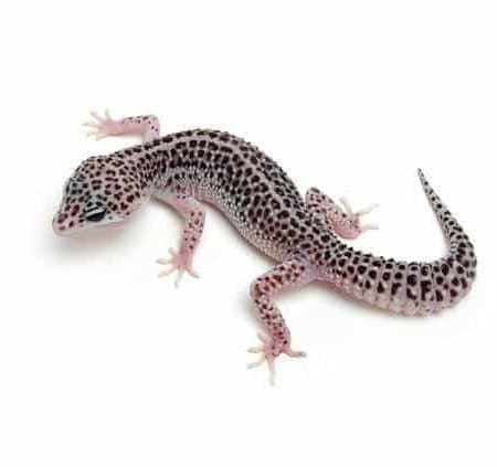 super snow leopard geckos for sale