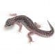 super snow leopard geckos for sale