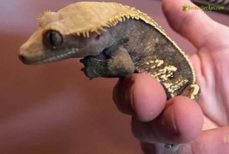 Tail less Harlequin crested gecko for sale