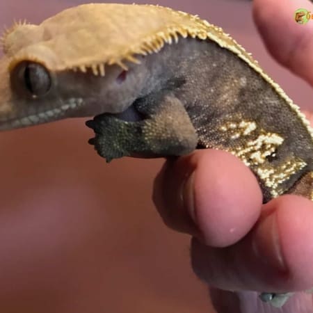 Tail less Harlequin crested gecko for sale