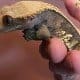 Tail less Harlequin crested gecko for sale