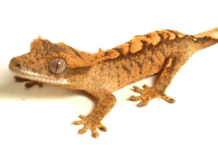 Tiger crested gecko for sale tiger striped crested geckos for sale