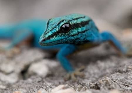 willams blue cave gecko for sale