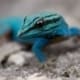 willams blue cave gecko for sale