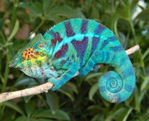 pet chameleon