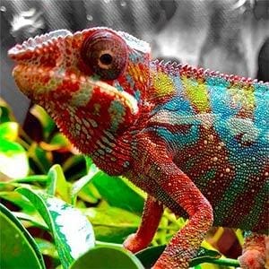 chameleons for sale