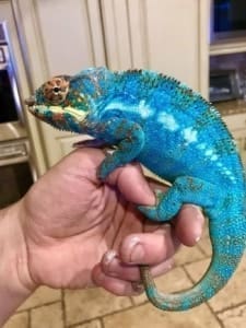 panther chameleon for sale