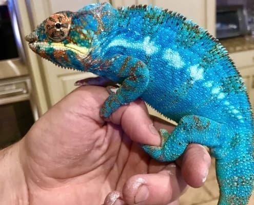 panther chameleon