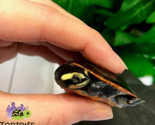 pink bellied sideneck turtle for sale