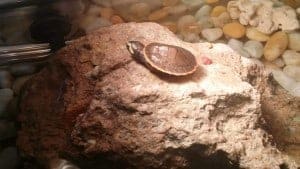 pink belly side necked turtles for sale