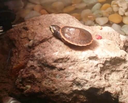 pink belly side necked turtles for sale