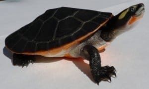 pink belly side neck turtle for sale