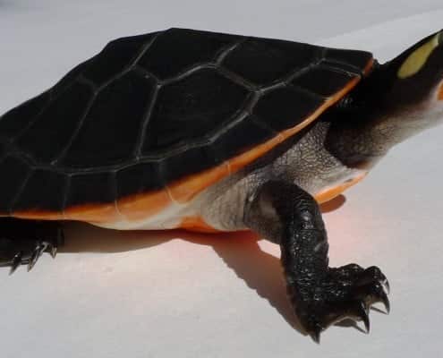 pink belly side neck turtle for sale