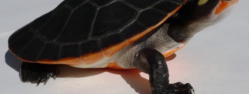 pink belly side neck turtle for sale