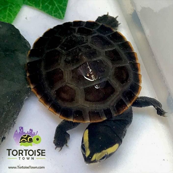 baby turtles for sale online live baby turtle for sale near me prices