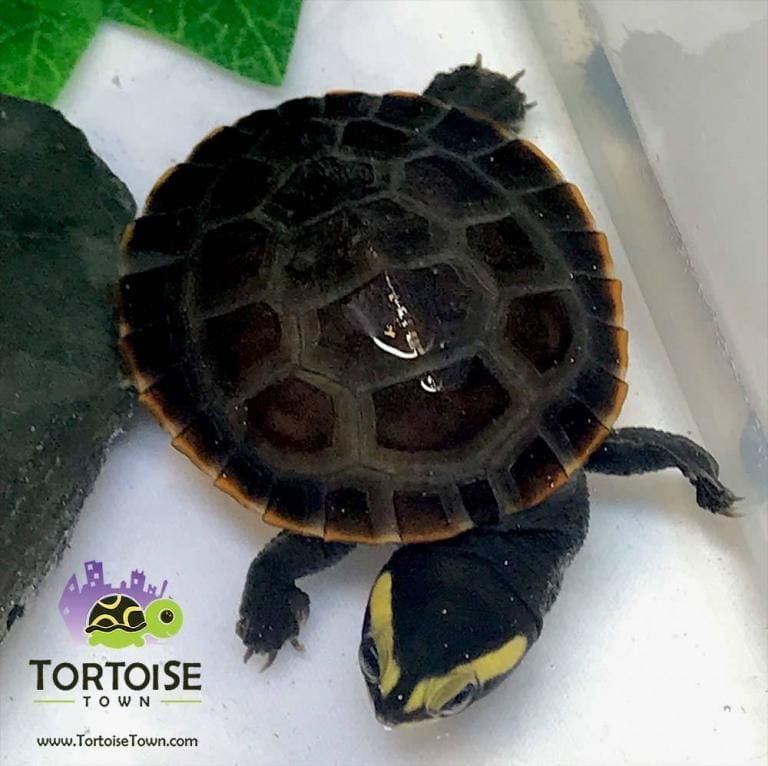 Aquatic turtles for sale live baby turtles for sale fresh water