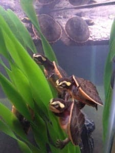 pink belly side necked turtle for sale