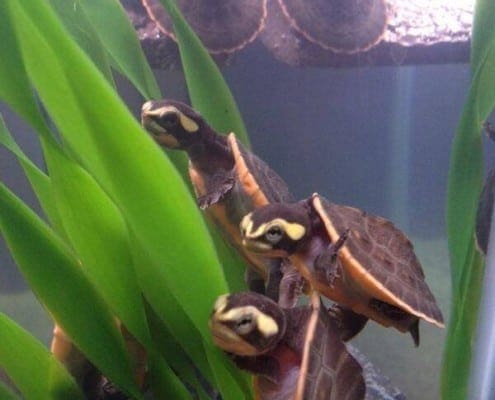 pink belly side necked turtle for sale