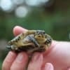 baby blanding's turtle