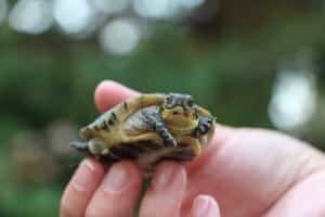 baby blanding's turtle