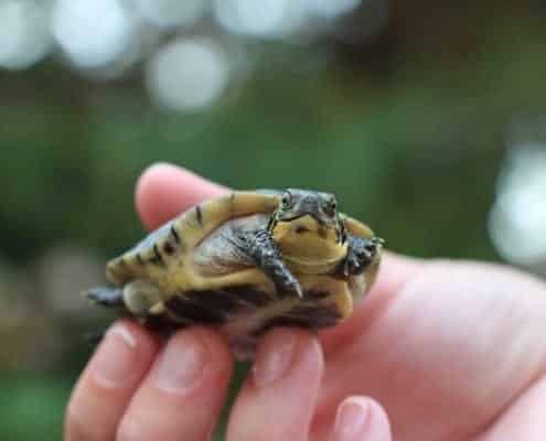 baby blanding's turtle