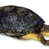 blanding's turtles for sale online