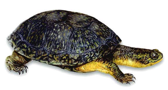 blanding's turtles for sale online