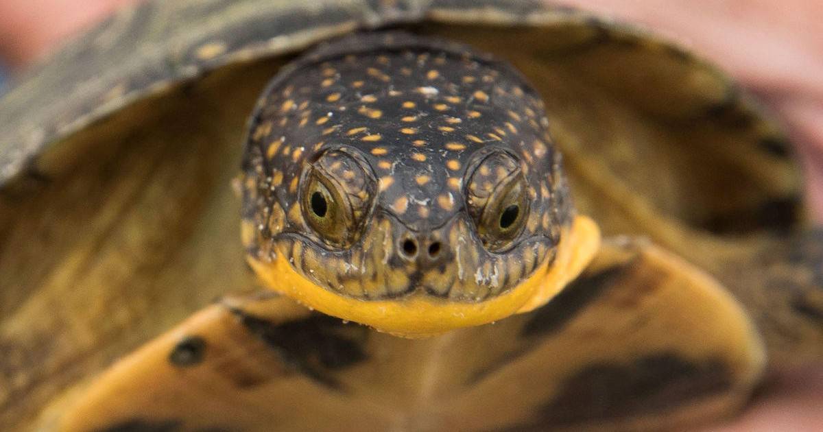 blanding's turtle for sale