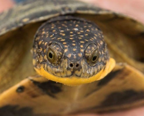 blanding's turtle for sale