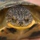 blanding's turtle for sale