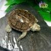 diamondback terrapin