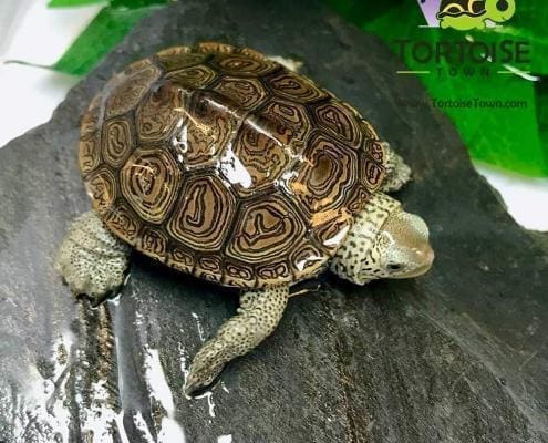 diamondback terrapin